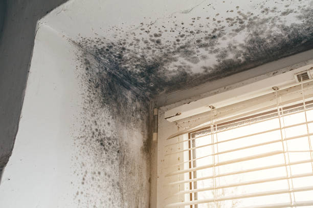 Affordable Mold Remediation solutions in Bronxville, NY